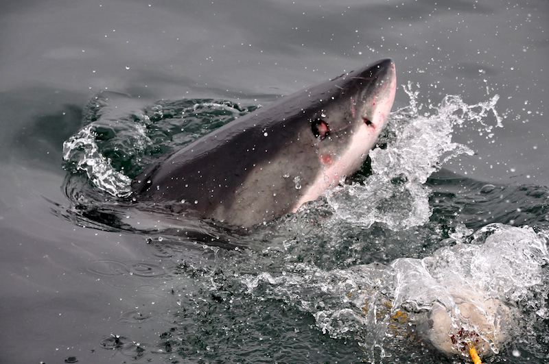 Melanie Heinrich Travel images Capetown -Shark diving Africa